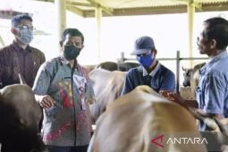 Kaltim siapkan program pengembangan sapi di lahan bekas tambang