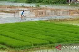 Pemkab Bekasi diminta untuk pertahankan Lahan Sawah Dilindungi dalam RTRW