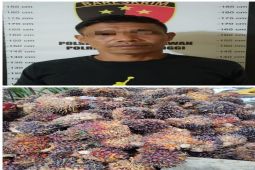 Polisi tahan pencuri sawit PTPN IV