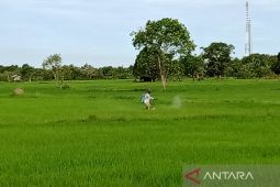 Dinas Pertanian Penajam antisipasi kekeringan selama kemarau