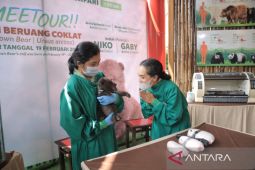 Taman Safari Bogor kenalkan bayi beruang coklat yang baru lahir