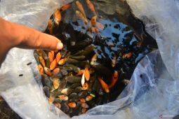 Pengamat dorong ubah pola investasi  ke arah yang lebih hijau