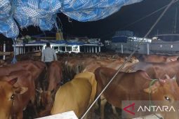Sebanyak 304 ekor sapi asal Madura tiba di Belitung