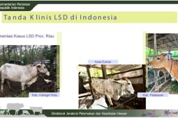 Penyakit LSD ternak dikhawatirkan turunkan konsumsi daging sapi