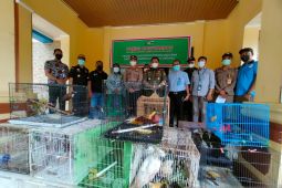 BBKSDA Provinsi Papua Barat gagalkan penyeludupan 97 satwa liar
