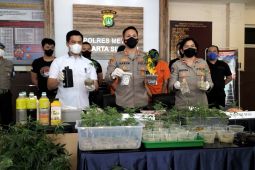 Praktek "budidaya" ganja hidroponik di apartemen, pelaku belajar dari YouTube