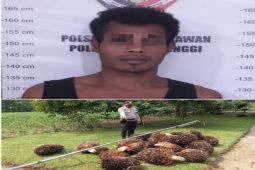 Ngegrek sawit milik PTPN IV, Kibo ditangkap petugas