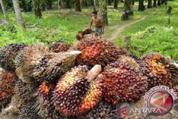 Harga CPO Jambi naik Rp317 per kilogram jadi Rp16.778
