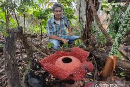 Rafflesia itu akhirnya mekar berseri setelah ditunggu 9 tahun