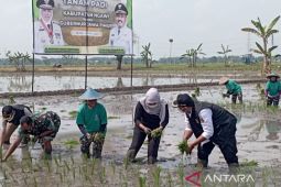 Pemprov Jatim gandeng PT Maxxi Tani percepat penanaman padi