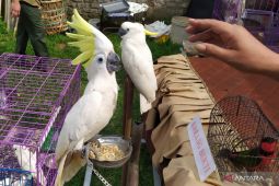 Polisi tangkap ES, pelaku jual-beli burung langka di Kabupaten Bandung