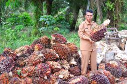 Harga TBS sawit di Kalbar periode II April 2022 capai Rp3.825,03 per kilogram