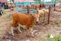 Harga sapi dan kerbau di pasar ternak Muarabulian mengalami kenaikan