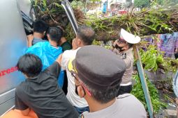 Satu orang tewas akibat mobil tertimpa pohon di Pasaman Barat
