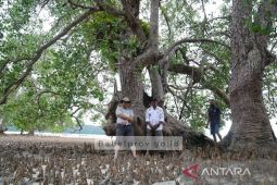 Babel promosikan Pulau Bakau Tertua di Dunia ajang G20