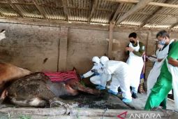 Sejumlah sapi di Lumajang tiba-tiba lumpuh diduga terpapar wabah PMK