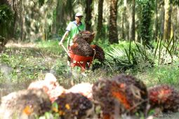 DPRD Sumbar sarankan petani sawit