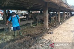 RPH Surabaya tolak sapi dari empat daerah sekitar