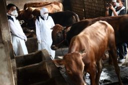 Daging sapi terjangkit PMK aman dikonsumsi asal dilayukan dulu