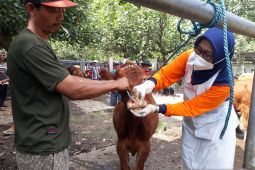 Cegah penyebaran PMK, Pemkab Kediri perketat lalu lintas pengiriman ternak