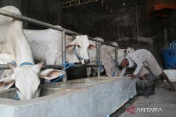 Antisipasi penyakit mulut dan kuku