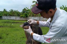 Puskeswan Pandeglang imbau peternak waspadai penyakit mulut dan kuku