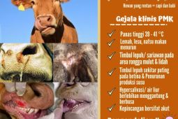 Kementan pastikan stok hewan kurban tidak terganggu wabah PMK