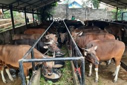 Pemprov Jambi imbau peternak jaga kebersihan kandang antisipasi LSD