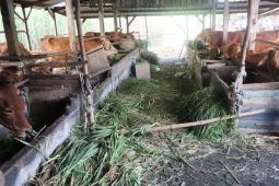 Jumlah sapi di Mojokerto sembuh dari wabah PMK meningkat