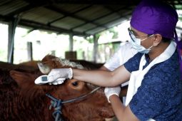 DKPP Surabaya terjunkan dokter hewan untuk periksa kesehatan ternak