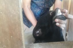 Pemkot Kediri larang transaksi ternak dari luar daerah