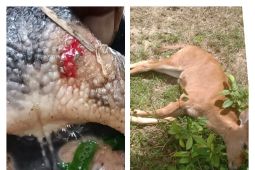 Data sementara ada 387 ekor sapi di Langkat terpapar PMK