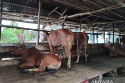 536 ekor sapi di Babel positif penyakit mulut dan kuku