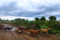 Pemkab Nagekeo larang ternak masuk cegah PMK