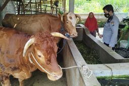 Sebanyak 122 ekor sapi di Kabupaten Malang terjangkit PMK