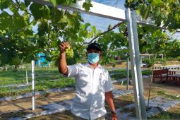 Lahan bekas tambang PT Timah bisa dimanfaatkan untuk perkebunan anggur