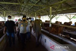 Kapolda Babel cek lokasi karantina hewan ternak sapi