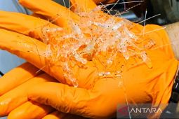 KKP, Customs thwart attempt to smuggle 30,911 shrimp seeds