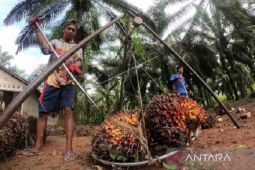 Harga CPO turun signifikan Rp283 per kilogram