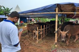 Langkah Pemkot Depok jika hewan terjangkit PMK, apa saja?