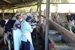 DKPP Madiun antisipasi penularan PMK pada sapi perah
