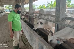 Cegah PMK, Pemkot Serang perketat pengawasan hewan ternak sapi