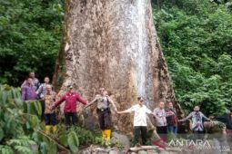 Pohon medang terbesar di dunia itu tumbuh di Agam