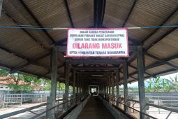 Hindari PMK, pembibitan kerbau dan sapi di Lebak dihentikan sementara
