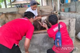 Apddas Cianjur jamin hewan ternak bebas PMK