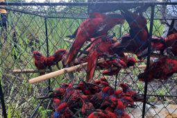 88 burung nuri tanimbar dilepas di Hutan Desa Amdasa
