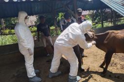 Satbinmas Polres Batubara cek peternakan sapi suspeck PMK