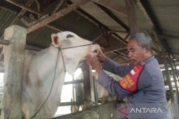 Anggota Polresta Cirebon "nyambi" jadi peternak sapi, hasilnya?