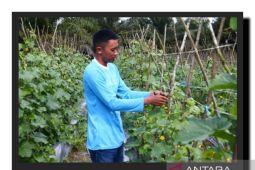Petani muda Desa Ujung Batu masuk nominasi Young Ambassador Kementan