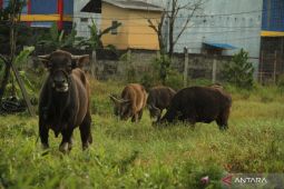 Balikpapan kekurangan pasokan sapi kurban untuk Idul Adha 143H